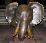 elephant